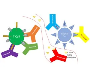 Diagram showing the structure of a T cell receptor, essential for immune response in the human body