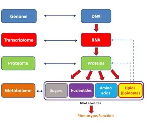 a diagram of the structure of a protein